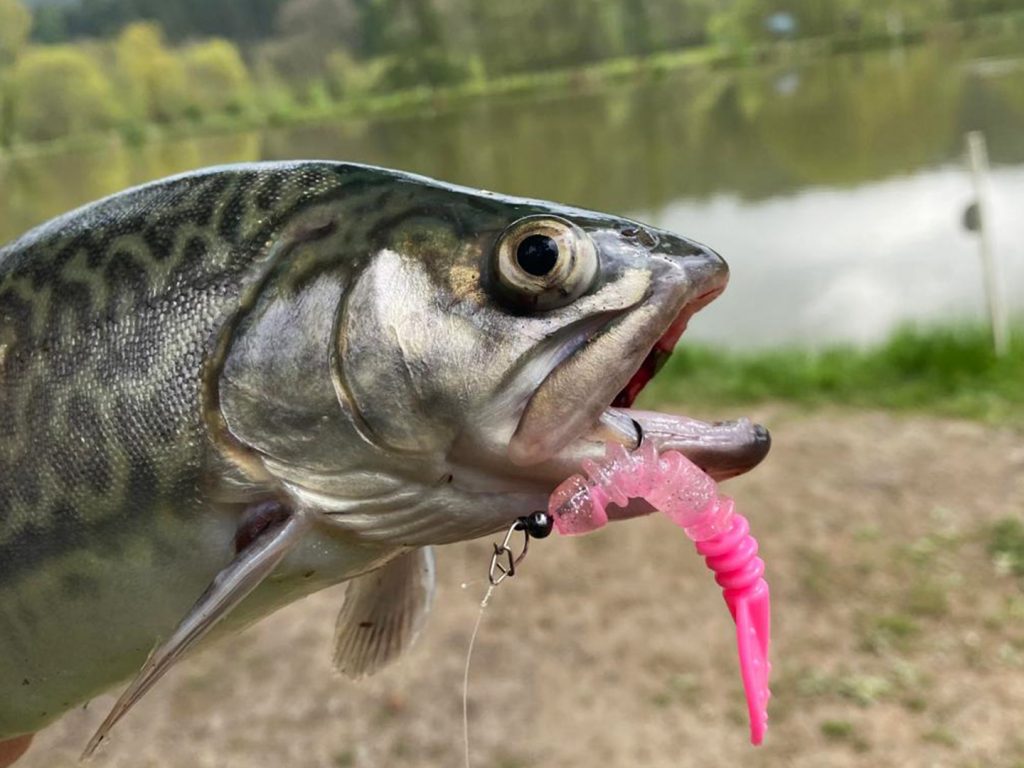 Tungsten Micro Jig Produkte Trout Master