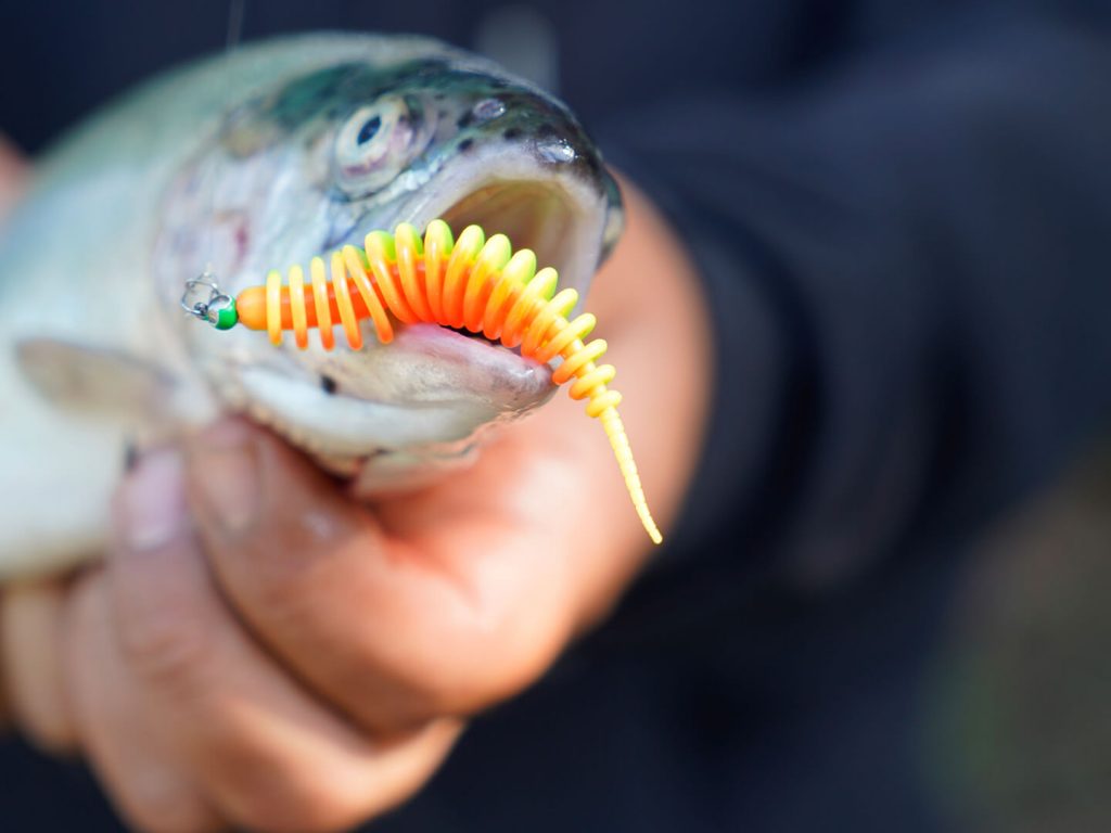 Master Worm Produkte Trout Master