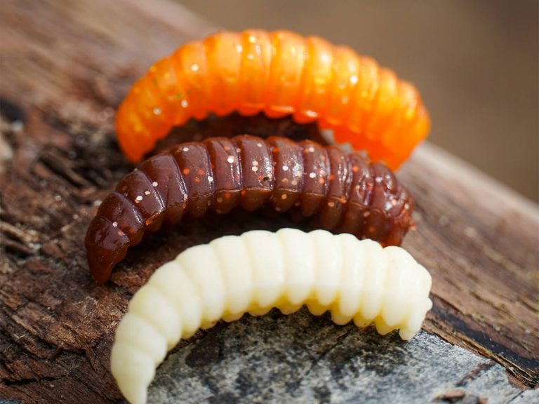 Camola Produkte Trout Master