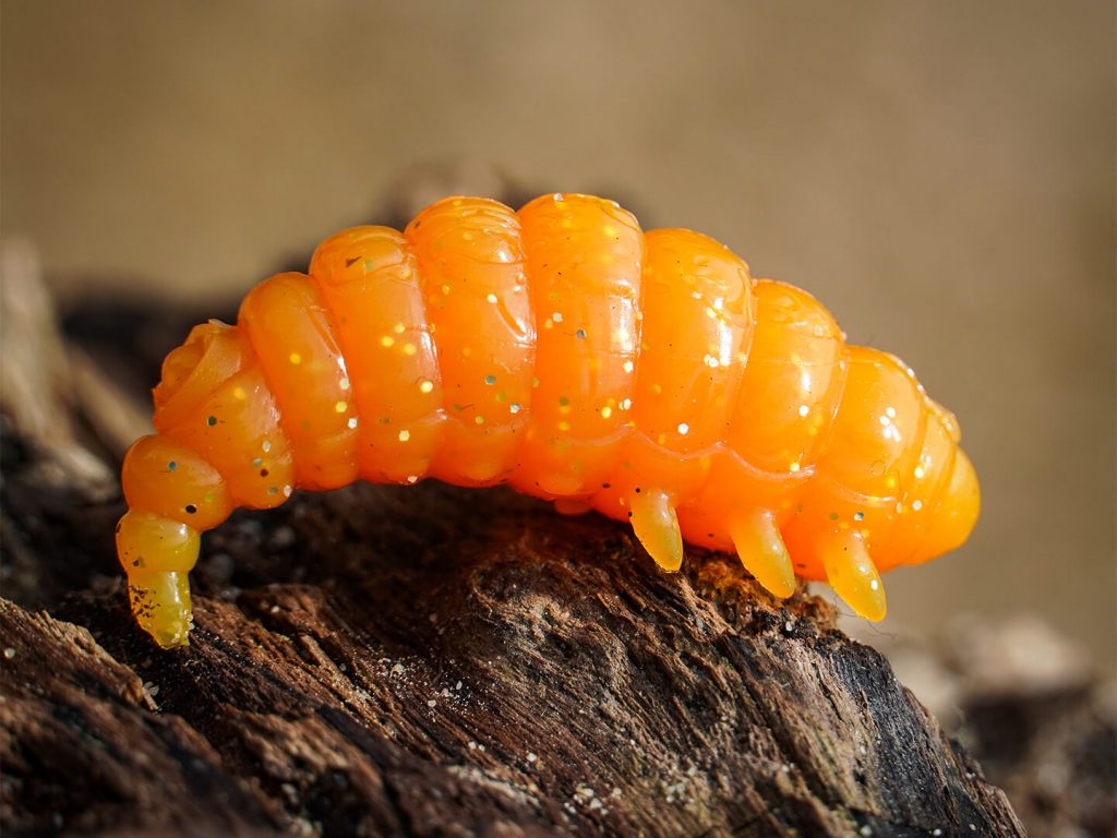 Fat Camola Produkte Trout Master