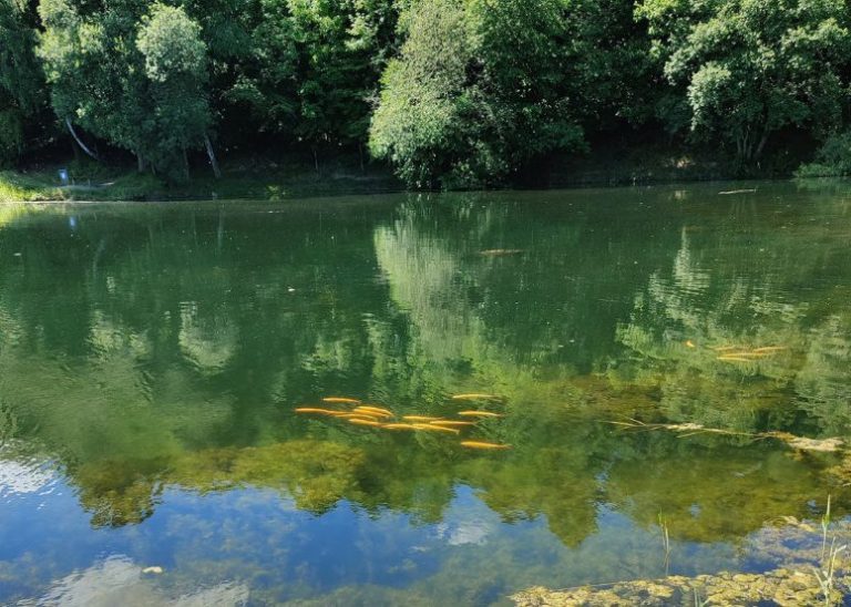 Store Rosenbusk 2 768x548